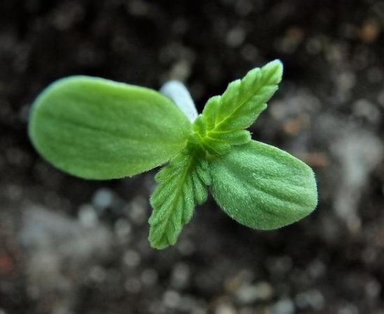 germiancion y plántula de una semilla de cannabis